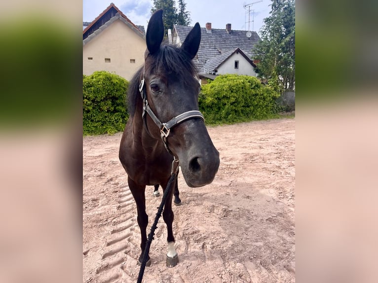 Westfaliano Yegua 8 años 167 cm Negro in Sonnefeld