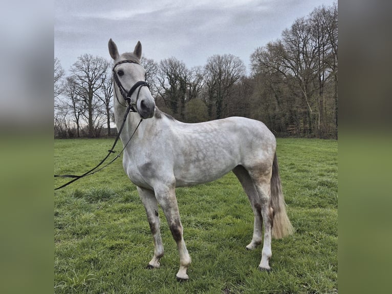 Westfaliano Yegua 8 años 167 cm Tordo in Hörstel