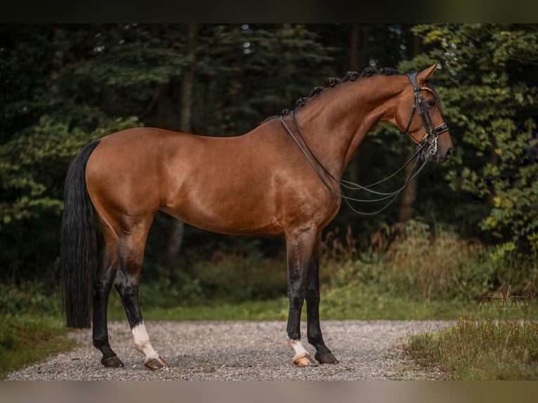 Westfaliano Yegua 8 años 168 cm Castaño in Wehringen