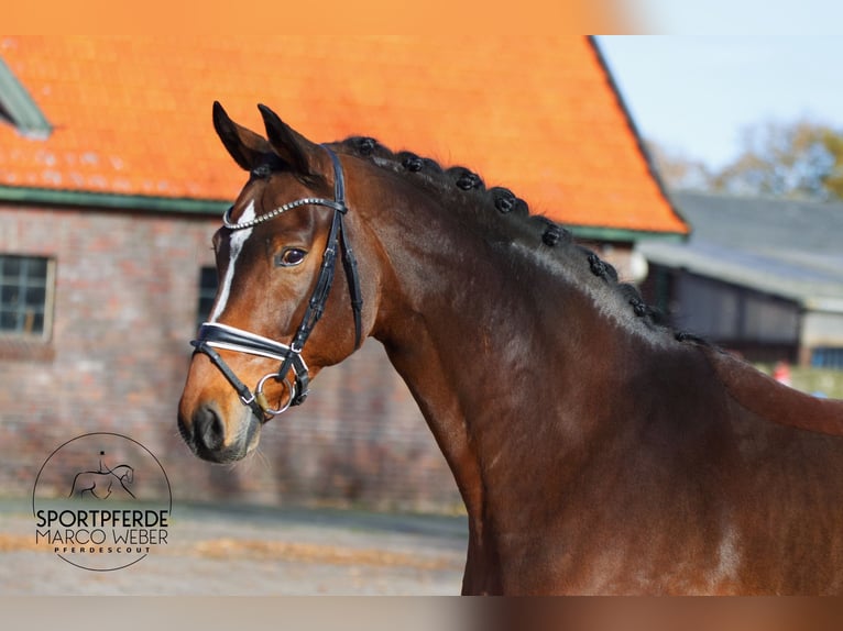 Westfaliano Yegua 8 años 168 cm Castaño in Westerstede