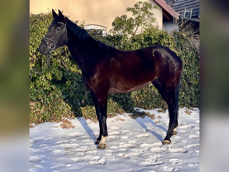 Westfaliano Yegua 8 años 168 cm Negro in Sonnefeld