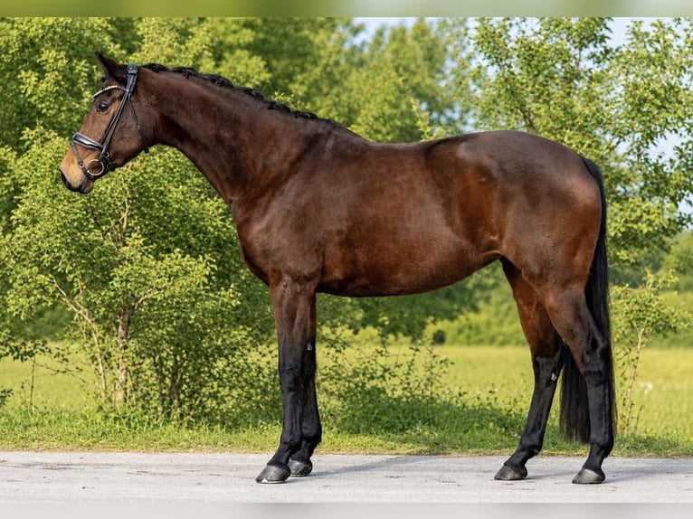 Westfaliano Yegua 8 años 169 cm Castaño in Rosenheim