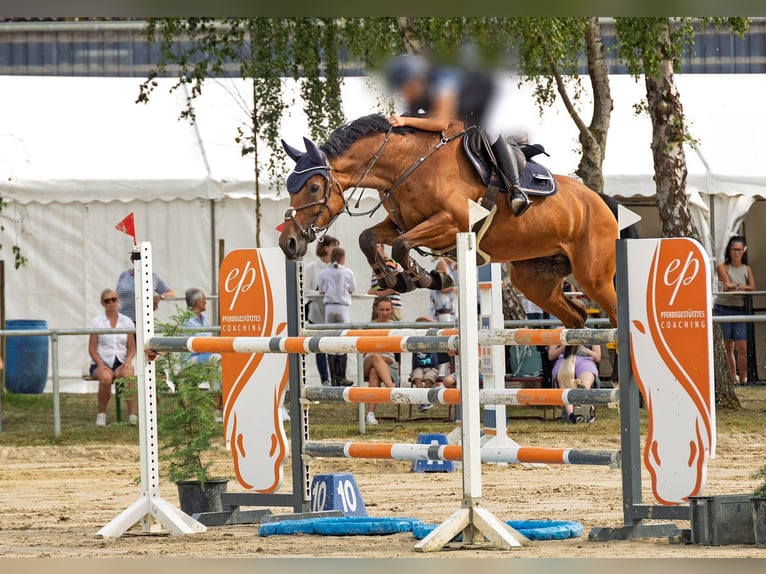 Westfaliano Yegua 8 años 169 cm Castaño in Unna