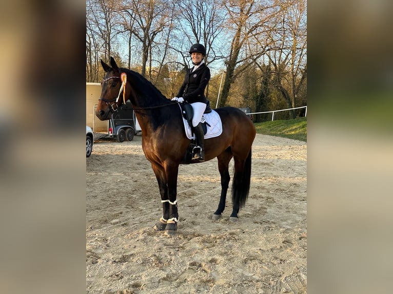 Westfaliano Yegua 8 años 170 cm Castaño oscuro in Rieschweiler-Mühlbach