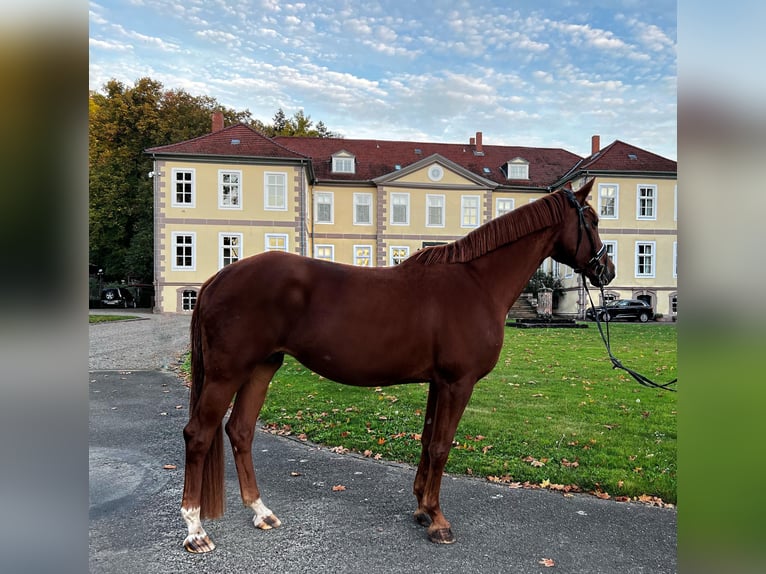 Westfaliano Yegua 8 años 171 cm Alazán in Nörten-Hardenberg