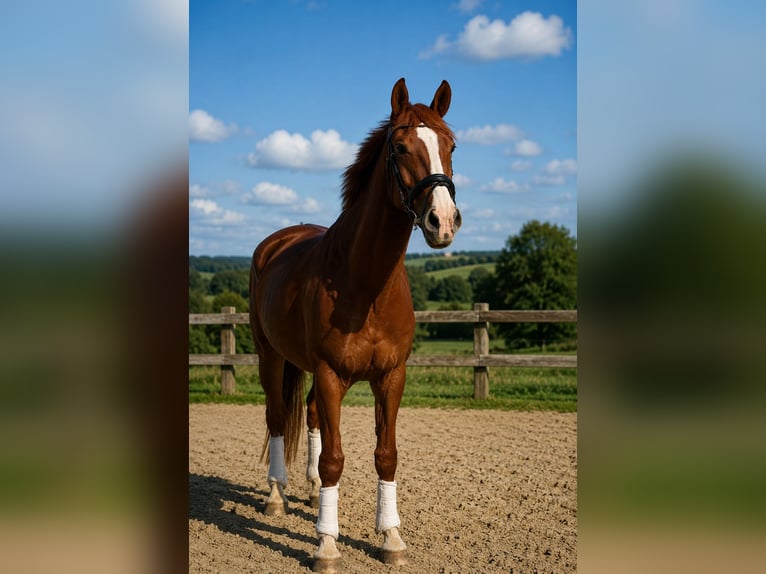 Westfaliano Yegua 8 años 171 cm Alazán in Neu Wulmstorf