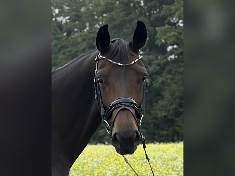 Westfaliano Yegua 8 años 171 cm Castaño oscuro in Greven