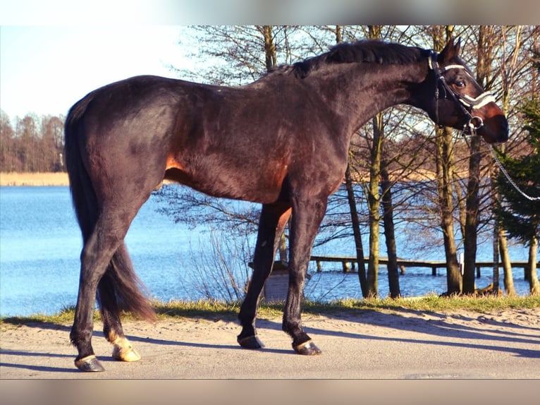 Westfaliano Yegua 8 años 171 cm Castaño oscuro in Przetoczyno