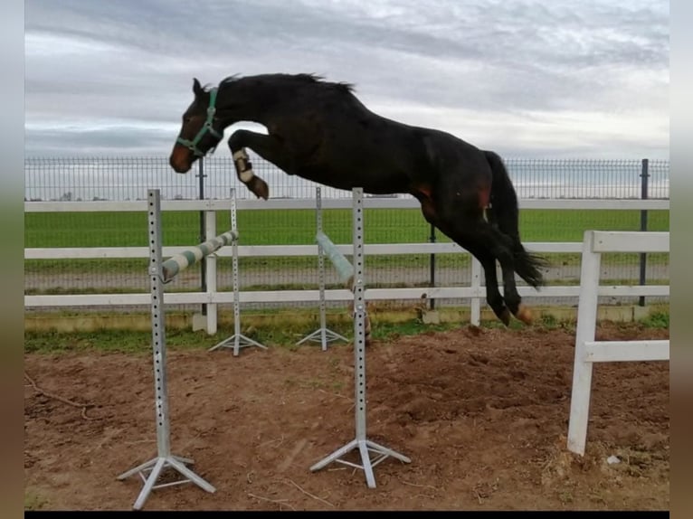 Westfaliano Yegua 8 años 171 cm Castaño oscuro in Przetoczyno