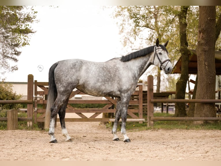 Westfaliano Yegua 8 años 172 cm Tordo in Bottrop