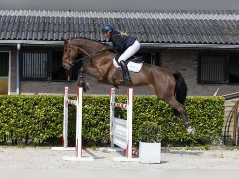 Westfaliano Yegua 8 años 173 cm in Waddinxveen