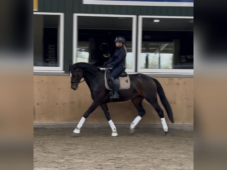 Westfaliano Yegua 8 años 175 cm Morcillo in Delbrück