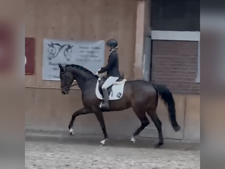 Westfaliano Yegua 9 años 164 cm Castaño oscuro in Norden Norddeich