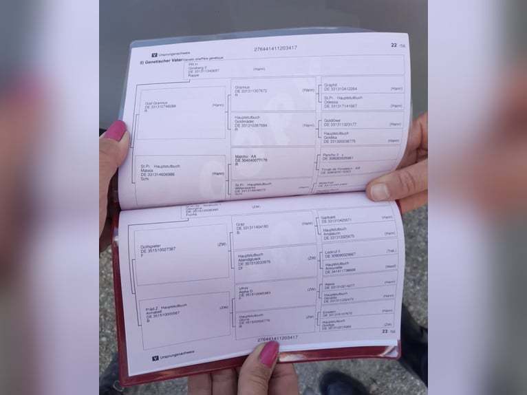 Westfaliano Yegua 9 años 165 cm Tordo in Winhöring