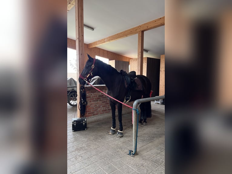 Westfaliano Yegua 9 años 166 cm Morcillo in Garching bei München