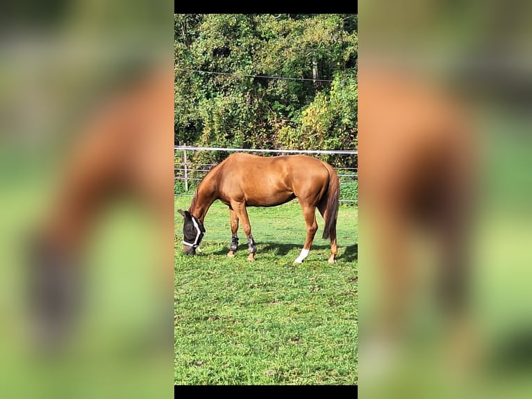 Westfaliano Yegua 9 años 167 cm Alazán in Sinzheim