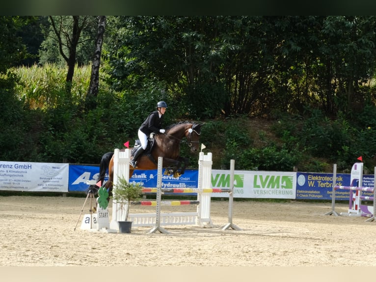 Westfaliano Yegua 9 años 168 cm Castaño in Herten