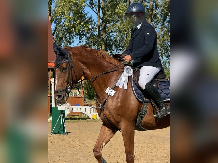 Westfaliano Yegua 9 años 169 cm Alazán in Alzenau in Unterfranken