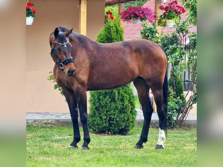 Westfaliano Yegua 9 años 169 cm Castaño in Békésszentandrás