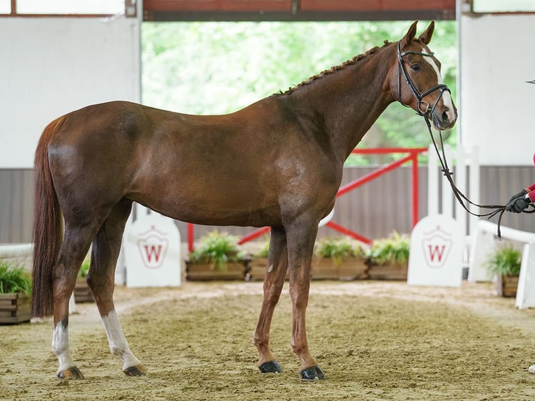 Westfaliano Yegua 9 años 170 cm Alazán in Münster-Handorf