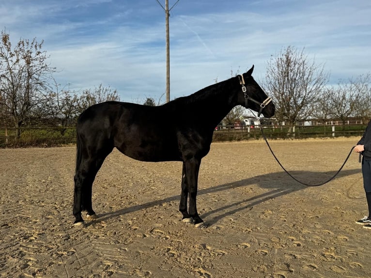 Westfaliano Yegua 9 años 170 cm Morcillo in Calden, Fürstenwald