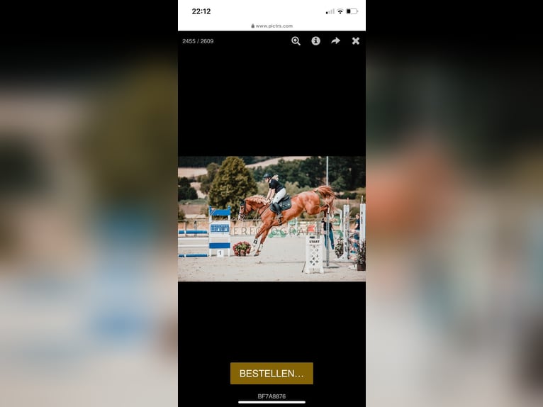 Westfaliano Yegua 9 años 171 cm Alazán in Lahntal