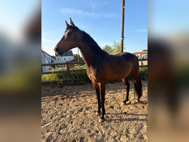 Westfaliano Yegua 9 años 172 cm Castaño in Fröndenberg