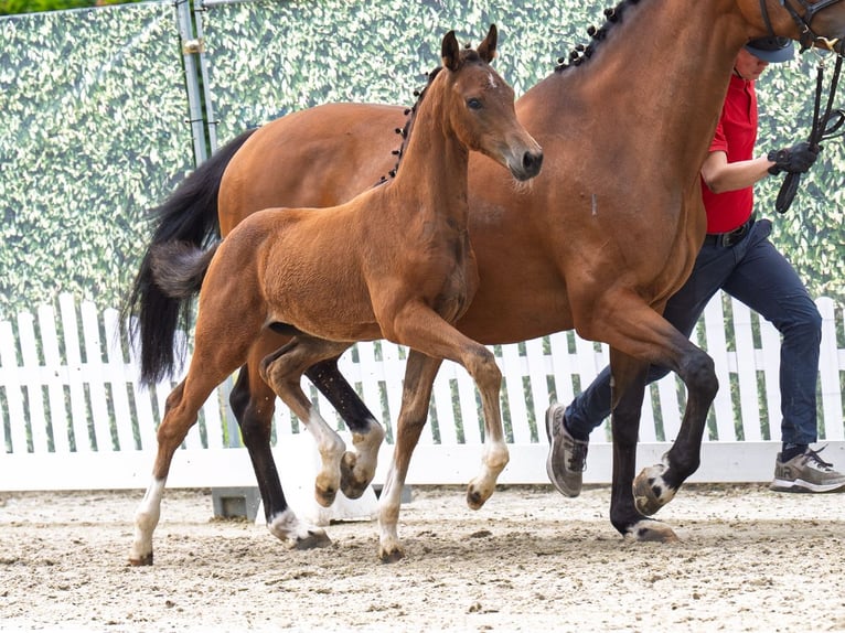 Westfaliano Yegua  165 cm Castaño in D&#xFC;lmen