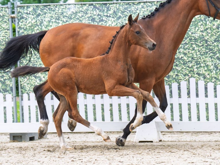 Westfaliano Yegua  165 cm Castaño in D&#xFC;lmen