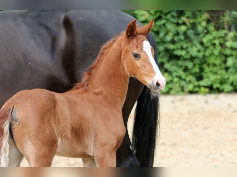 Westfaliano Yegua  168 cm Alazán in Kutenholz