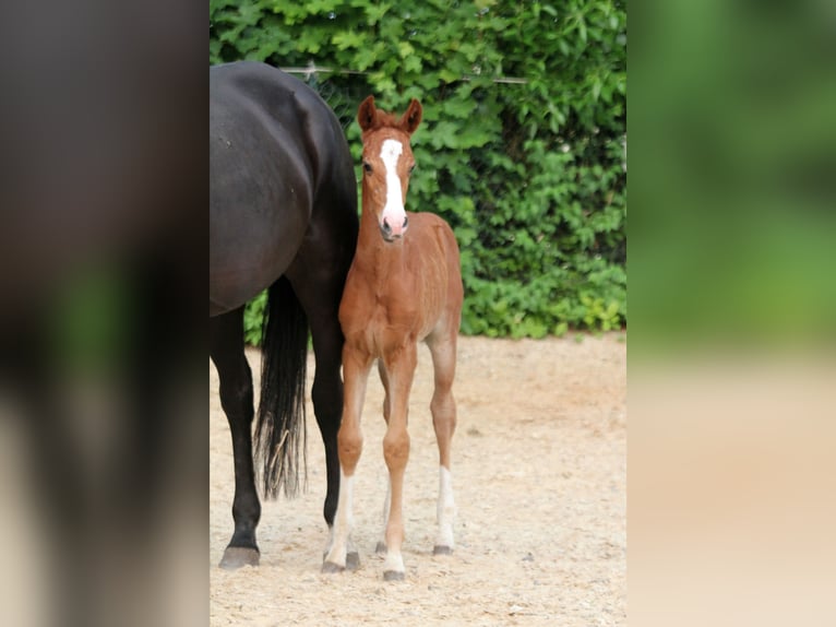 Westfaliano Yegua  168 cm Alazán in Kutenholz