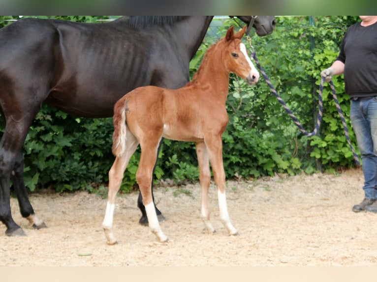 Westfaliano Yegua  168 cm Alazán in Kutenholz