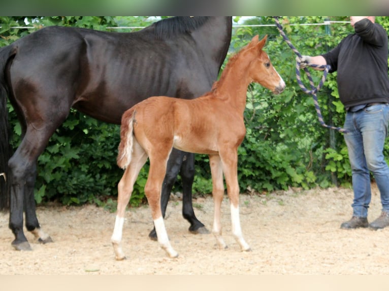 Westfaliano Yegua  168 cm Alazán in Kutenholz
