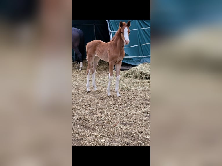 Westfaliano Yegua  168 cm Alazán in Ibbenbüren