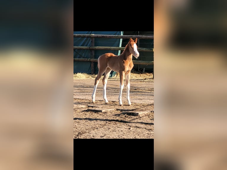 Westfaliano Yegua  168 cm Alazán in Ibbenbüren