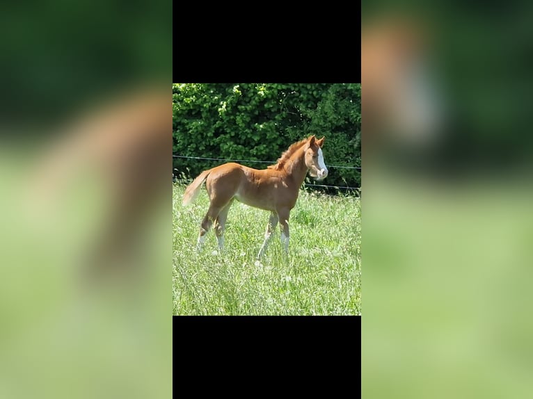 Westfaliano Yegua  168 cm Alazán in Ibbenbüren