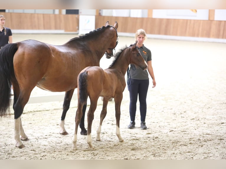 Westfaliano Yegua  168 cm Castaño in Ibbenb&#xFC;ren