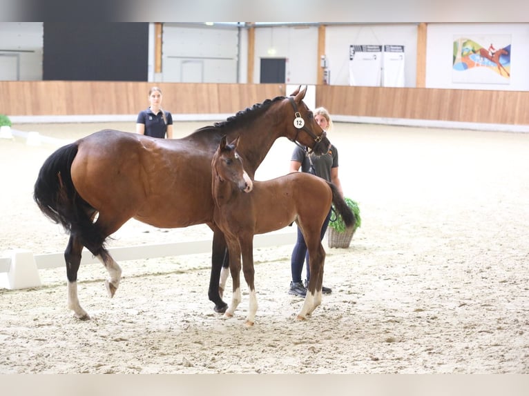 Westfaliano Yegua  168 cm Castaño in Ibbenb&#xFC;ren