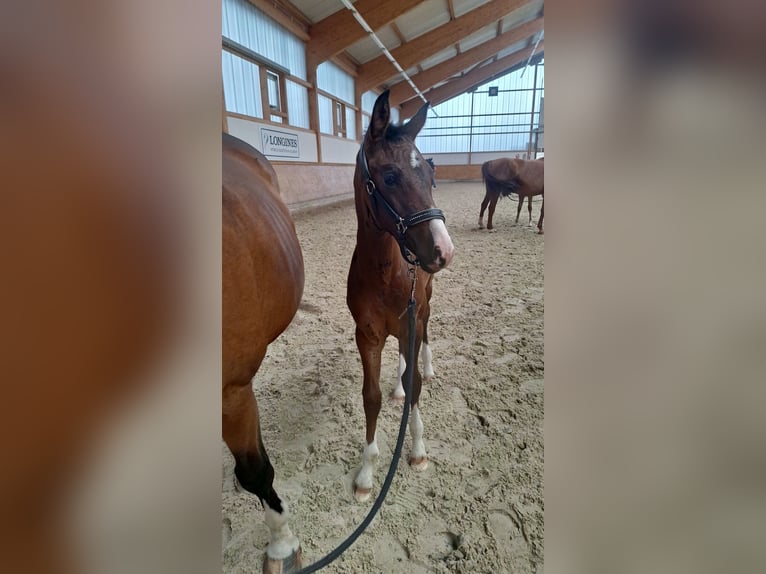 Westfaliano Yegua  168 cm Castaño in Ibbenb&#xFC;ren