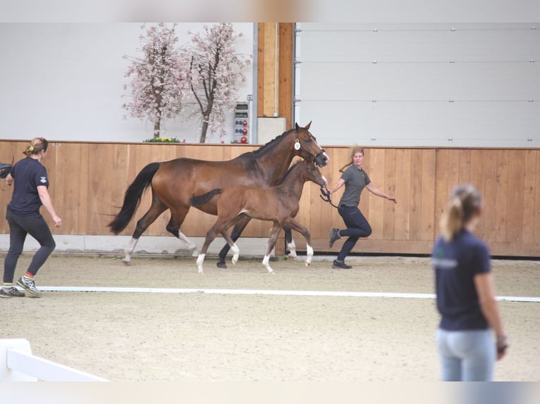 Westfaliano Yegua  168 cm Castaño in Ibbenb&#xFC;ren