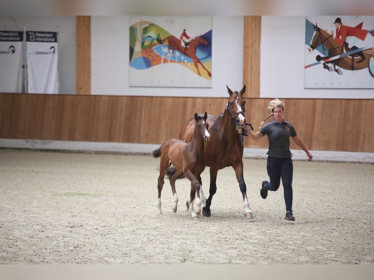 Westfaliano Yegua  168 cm Castaño in Ibbenb&#xFC;ren