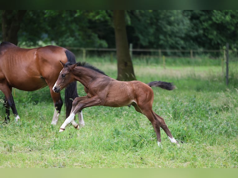 Westfaliano Yegua  168 cm Castaño in Ibbenb&#xFC;ren