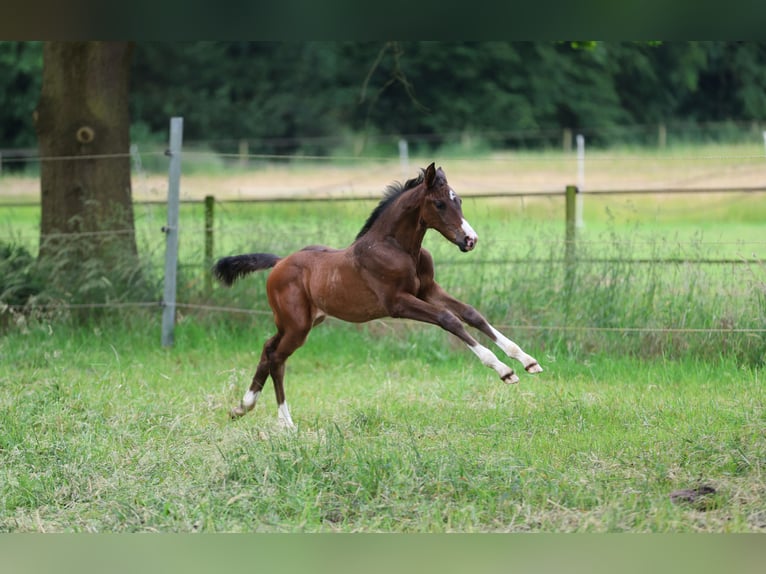 Westfaliano Yegua  168 cm Castaño in Ibbenb&#xFC;ren
