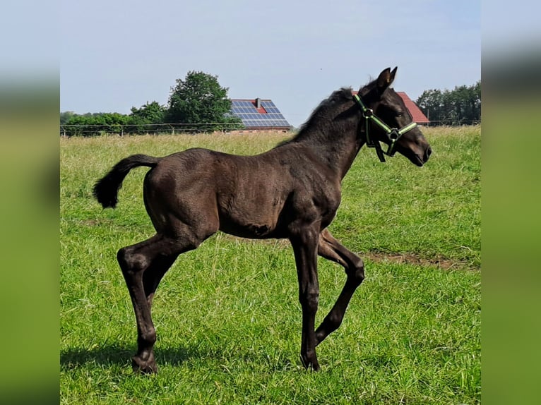 Westfaliano Yegua Potro (05/2024) 168 cm Negro in Hopsten