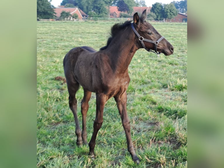 Westfaliano Yegua Potro (05/2024) 168 cm Negro in Hopsten