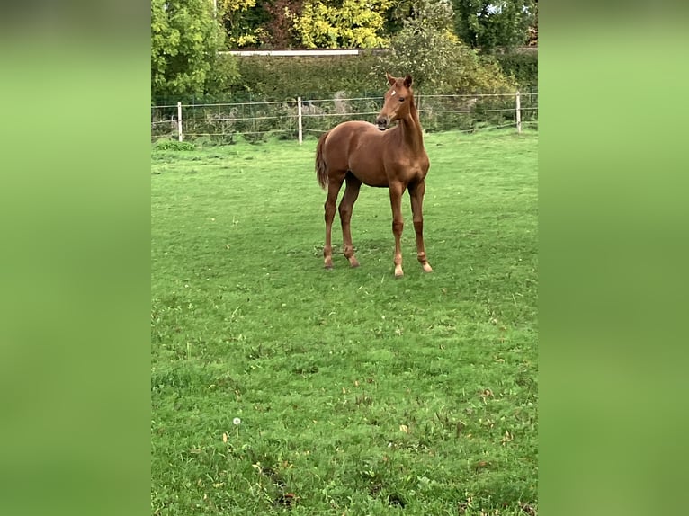 Westfaliano Yegua Potro (05/2025) 170 cm Alazán in Unna