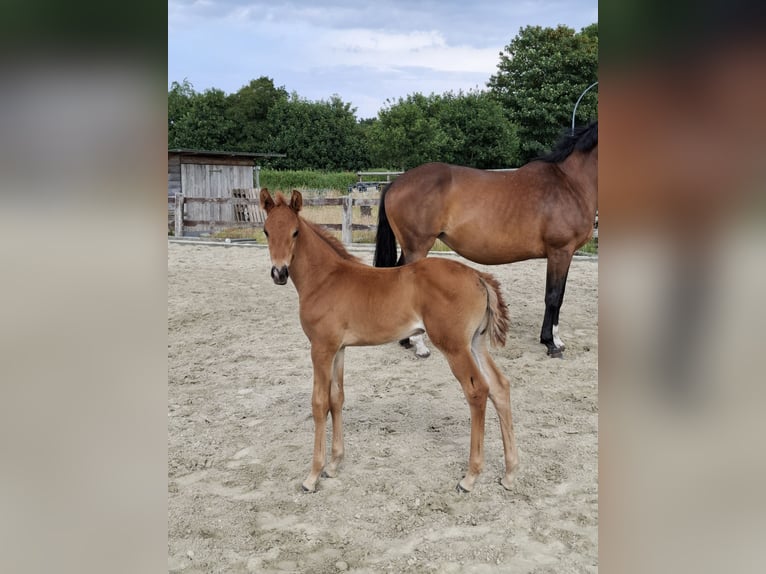 Westfaliano Yegua  170 cm Alazán in Cuxhaven