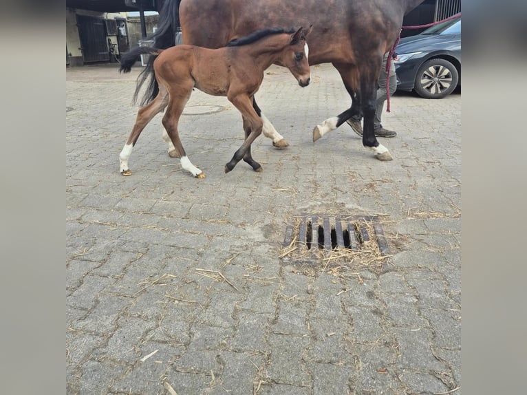 Westfaliano Yegua Potro (04/2024) 170 cm Castaño oscuro in Köthen