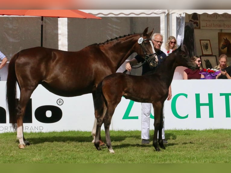 Westfaliano Yegua Potro (05/2025) 170 cm Morcillo in Ennigerloh