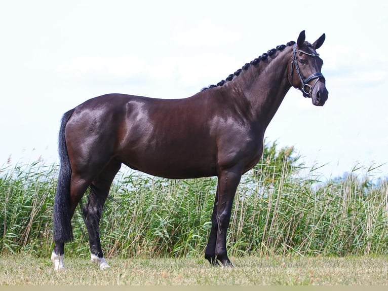 Westfaliano Yegua Potro (03/2026) 170 cm Negro in Unna